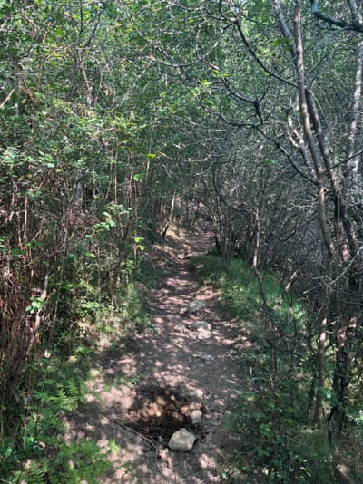 jour1 - Ancien sentier du GR10, envahi par la végétation et les épin