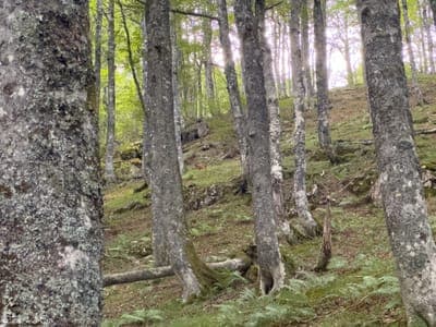 jour7 - Sentier vers Candanchu