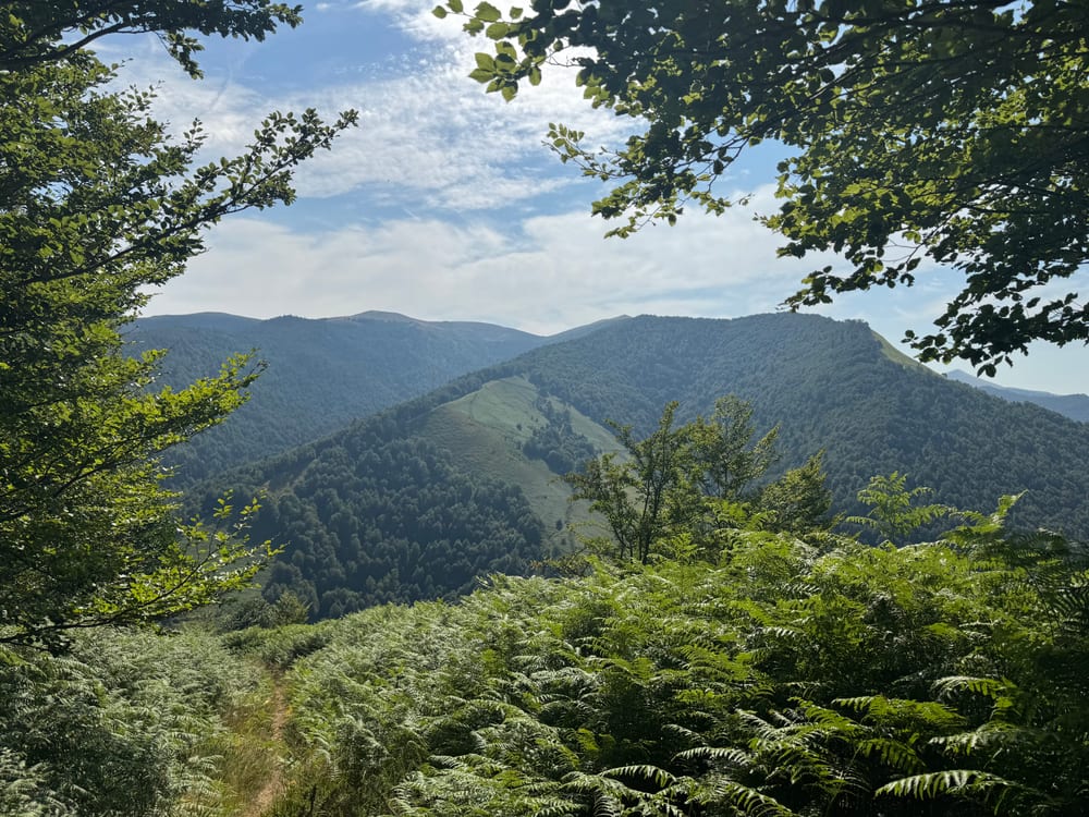 Adieu forêt…