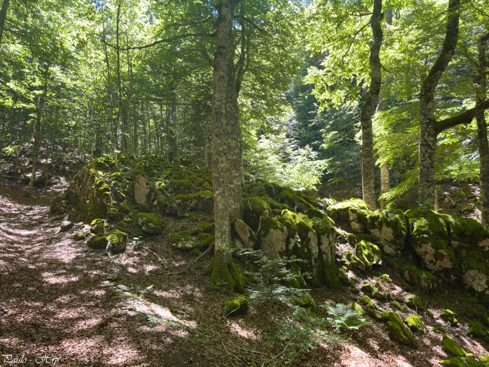 Roches englouties par les racines…