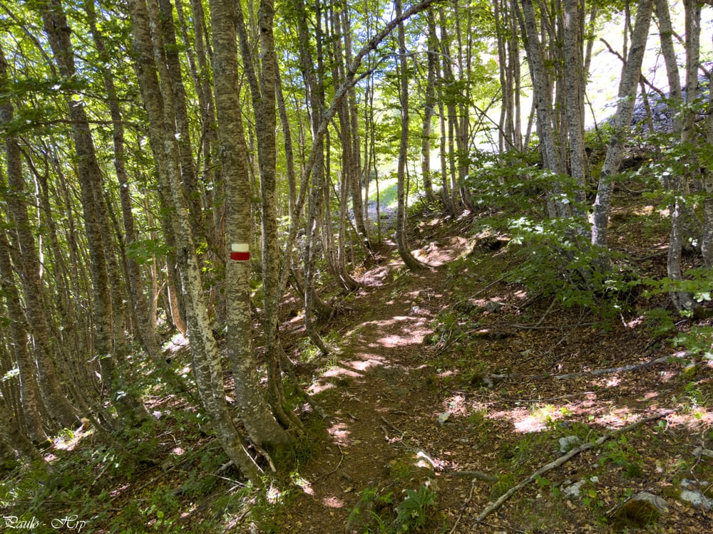 Forêt bienvenue sur le flanc sud du Lapazarra, dans l'ambiance surchauffée